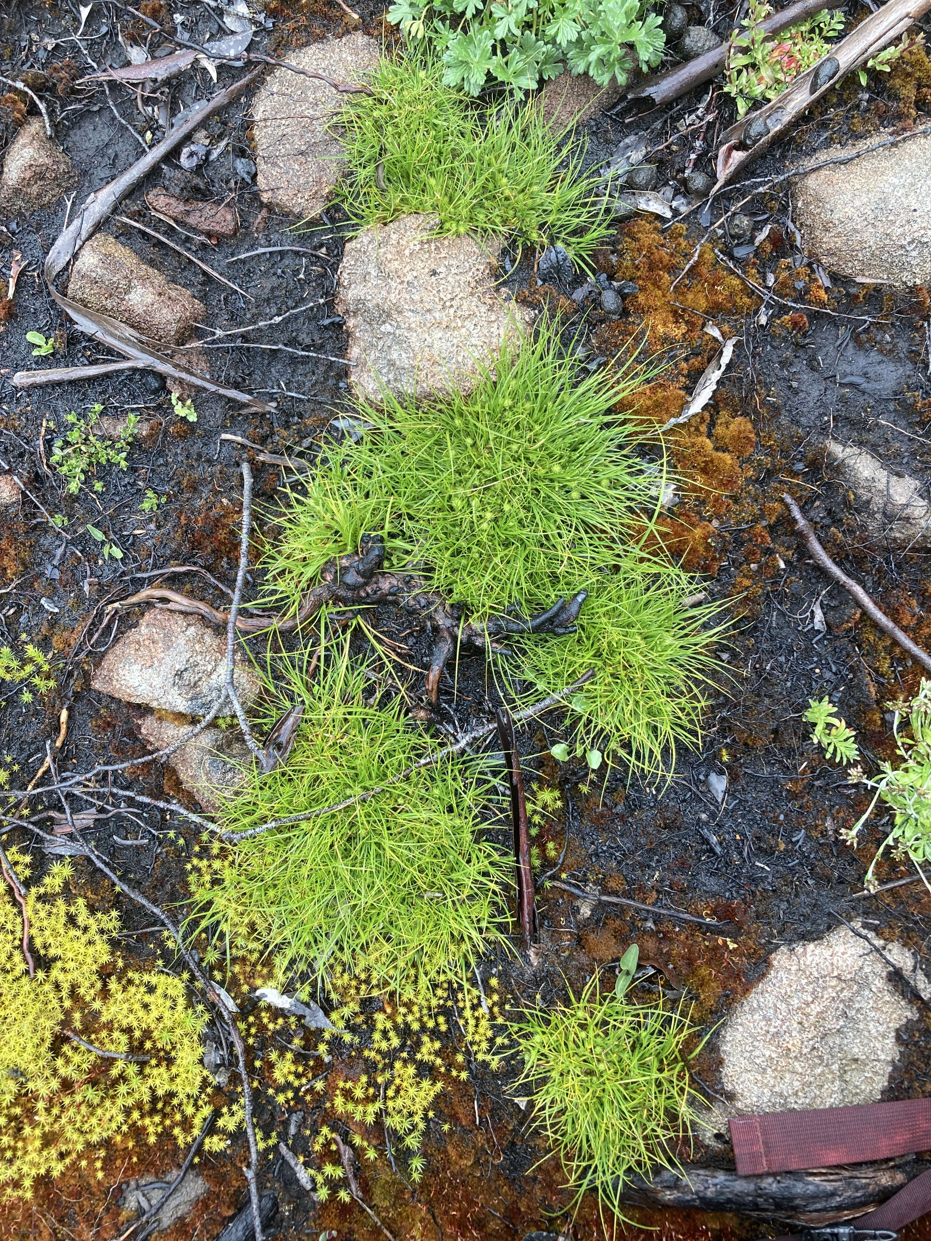 Image of Gray Bog Sedge