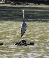 Image of Egretta Forster & T 1817