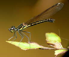 Image of jewel damselfly