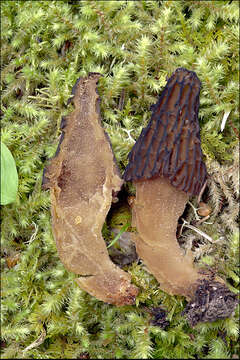 Image of Morchellaceae