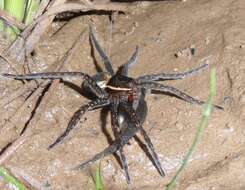 Plancia ëd Dolomedes triton (Walckenaer 1837)