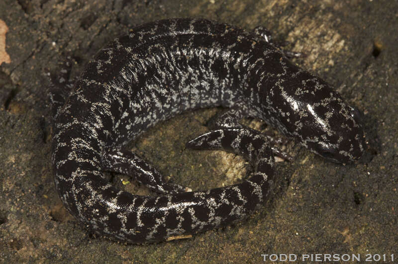 Image of mole salamanders