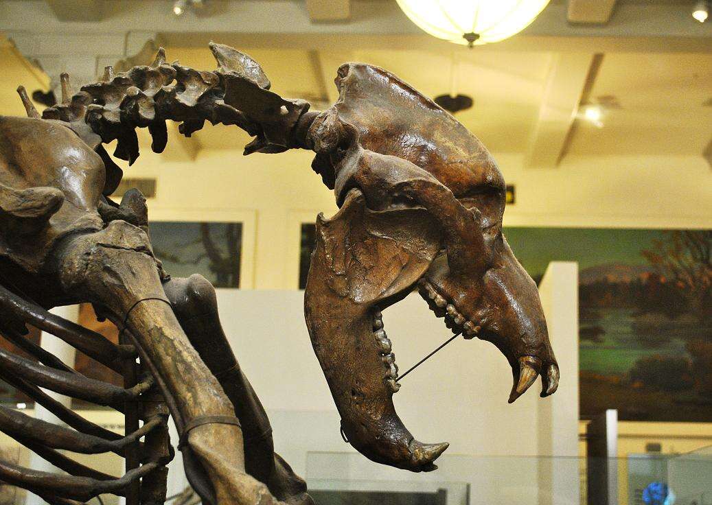 Image of cave bear