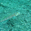 Image of Maiden goby