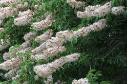 Aesculus californica (Spach) Nutt. resmi