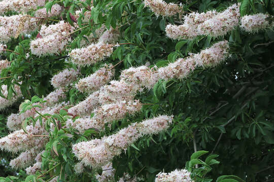 Imagem de Aesculus californica (Spach) Nutt.