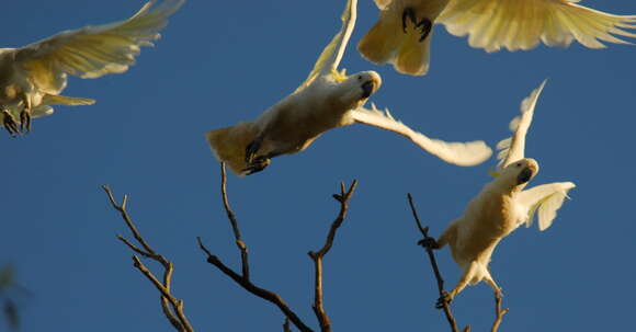 Image of Sulphur-crested Cockatoo