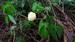 Image of Dalechampia tiliifolia Lam.