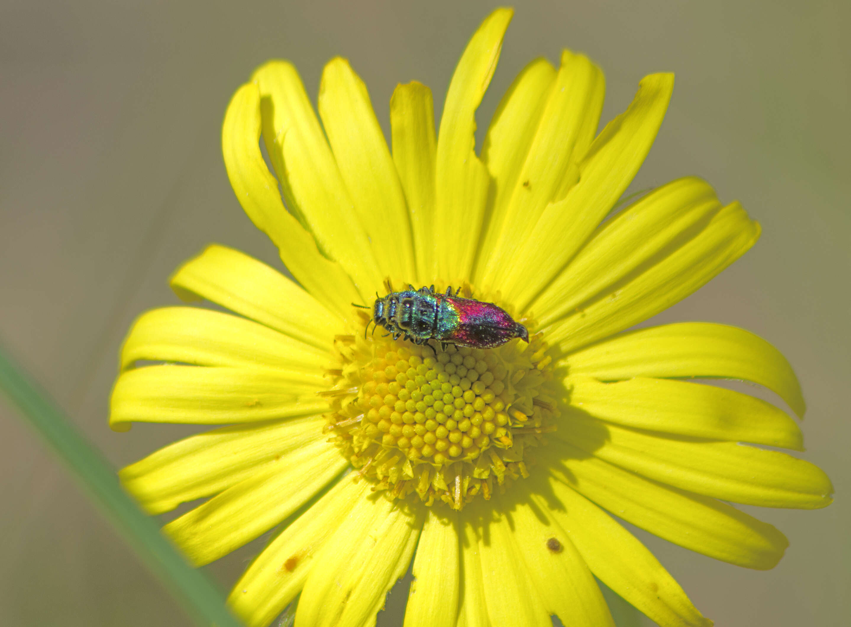 Image of Pasture Splendour Beetle