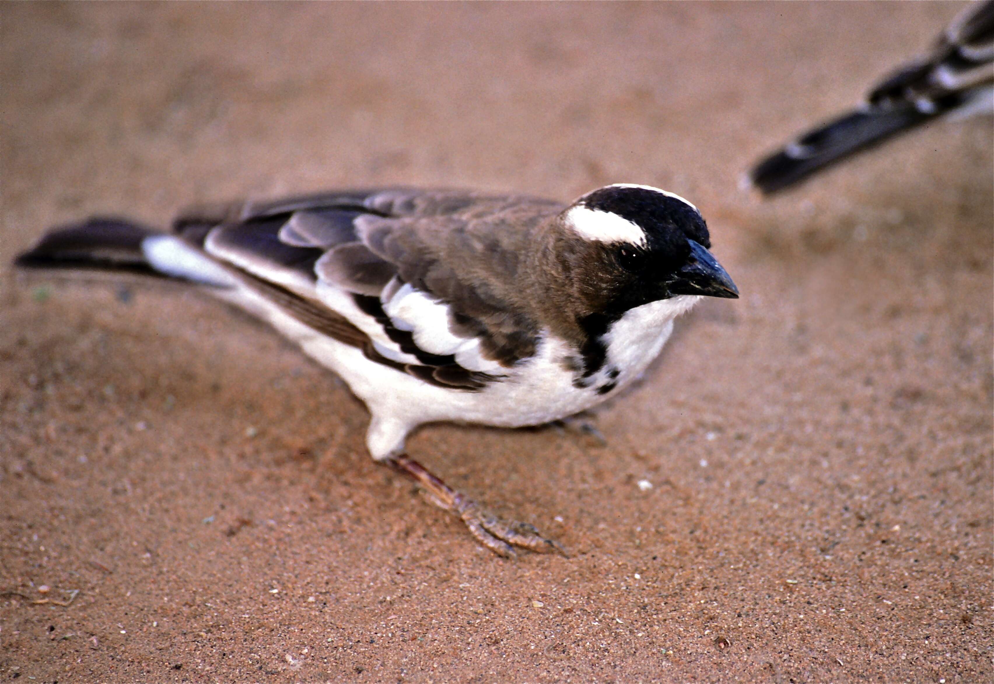 Image of sparrow-weaver