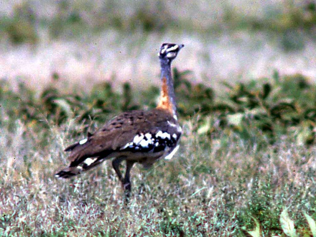 Image of Denham's Bustard