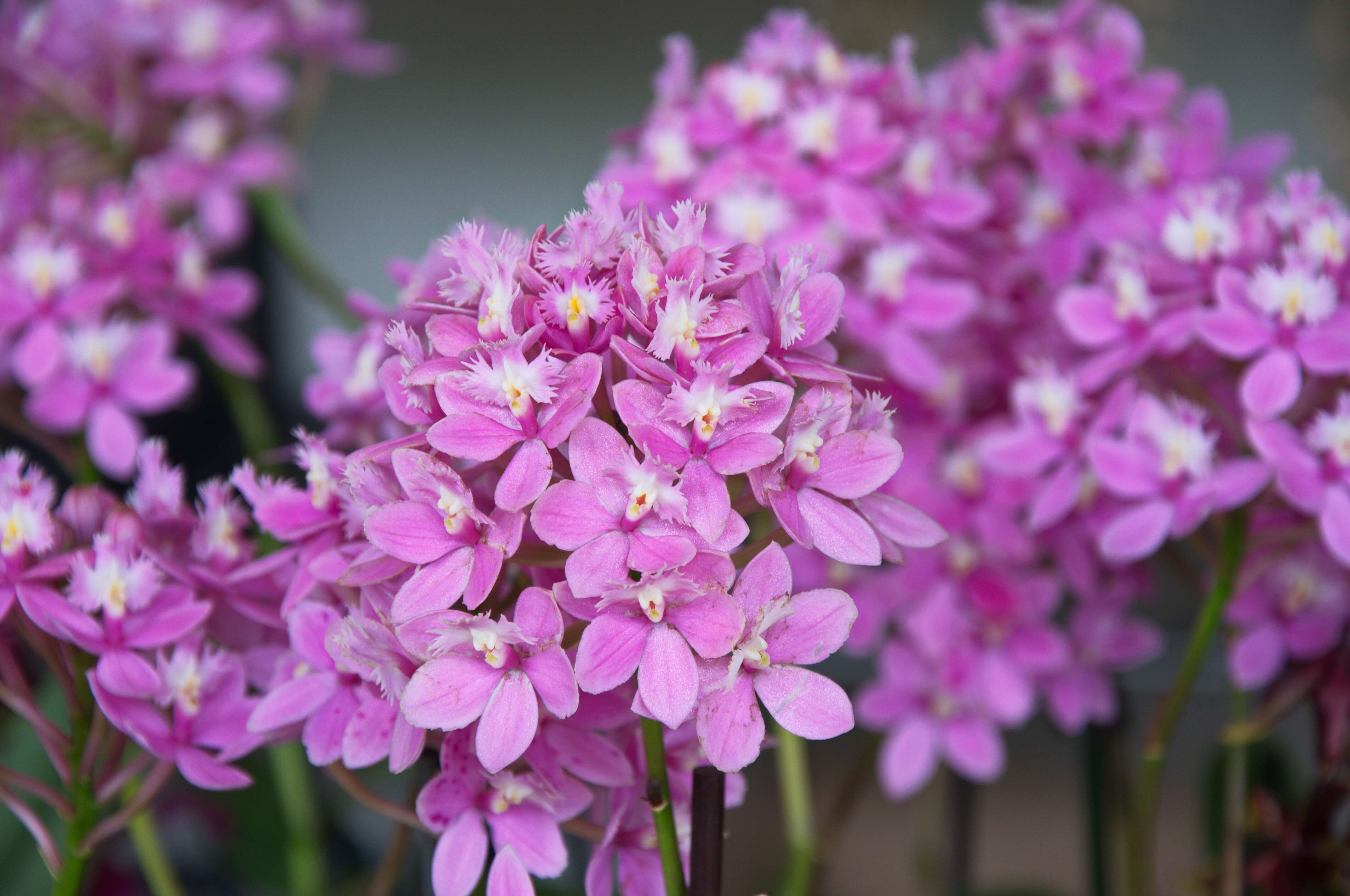 Plancia ëd Epidendrum radicans Pav. ex Lindl.