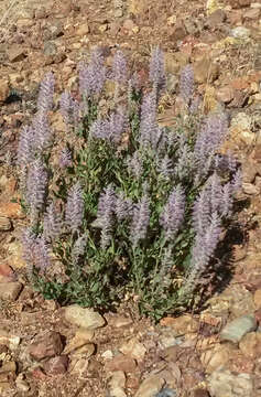 Image of Ptilotus nobilis subsp. nobilis