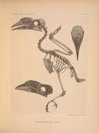Image of Penelopides Reichenbach 1849