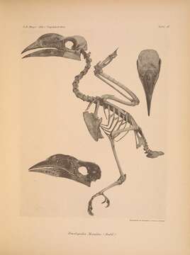 Image of Penelopides Reichenbach 1849