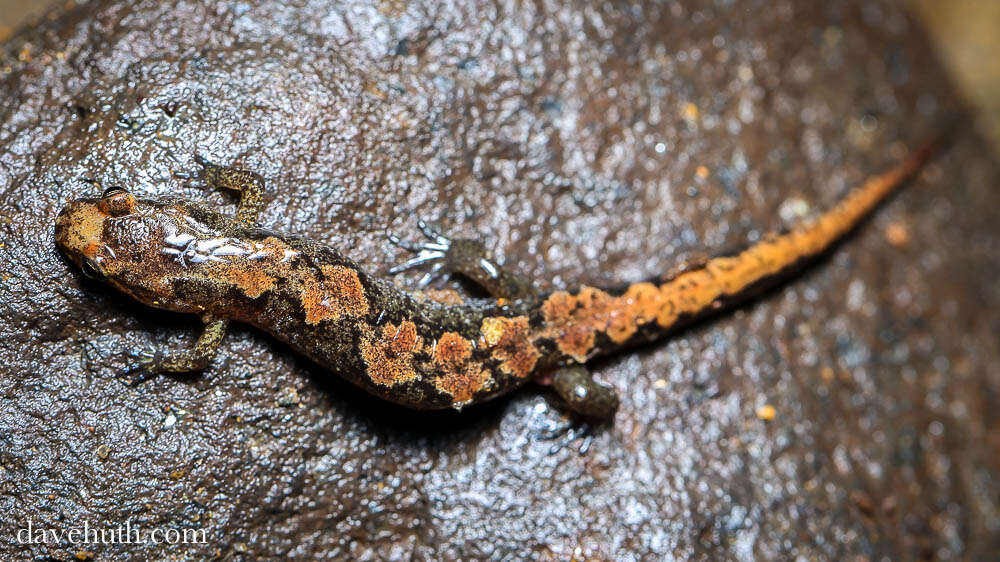 Image of dusky salamanders