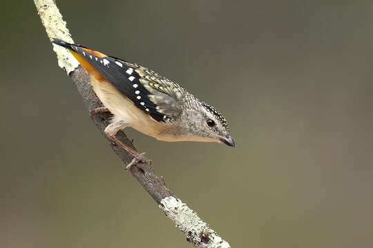 Image of Spotted Pardalote