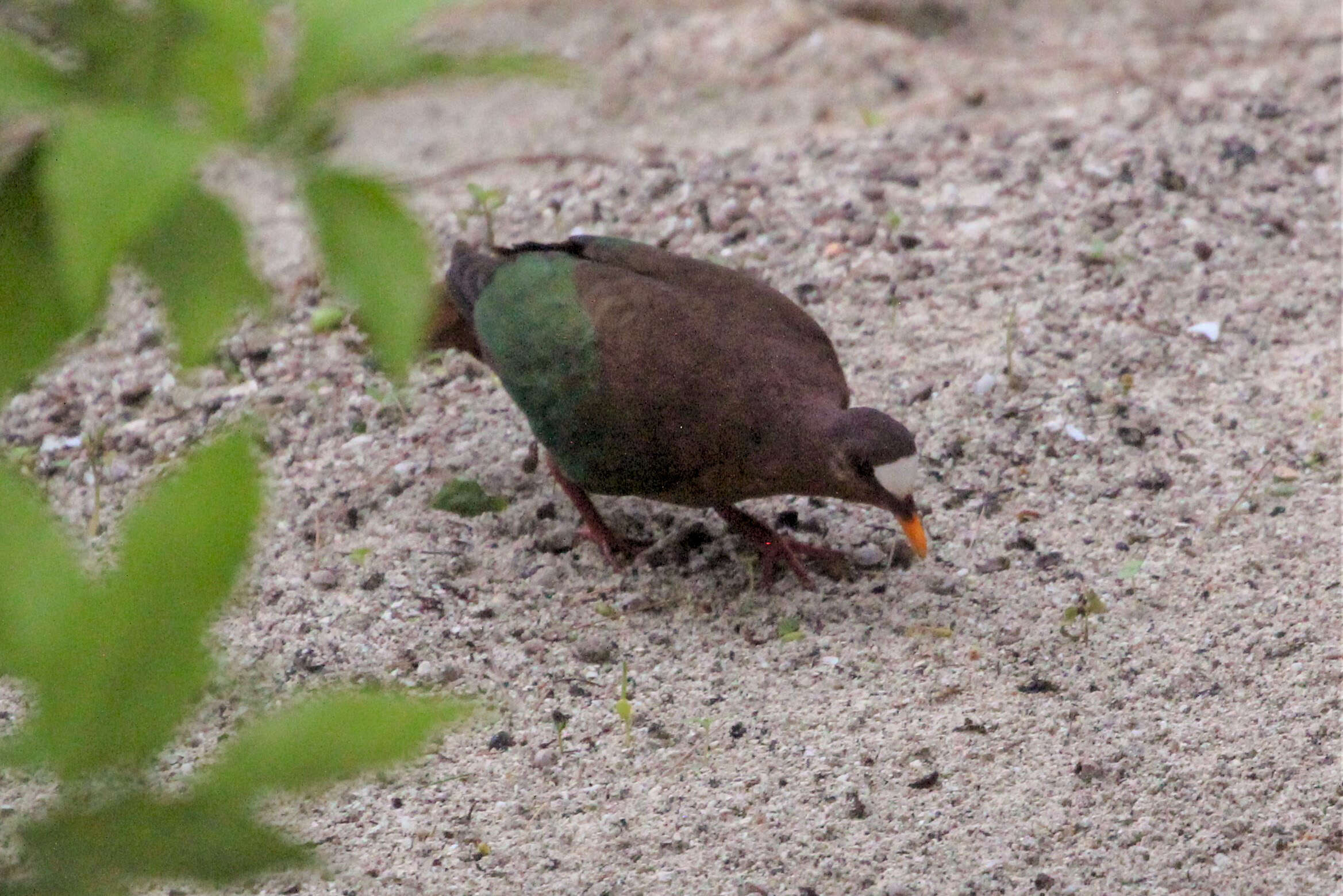 Image of Emerald Dove