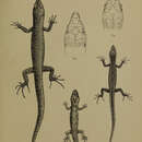 Слика од Lepidodactylus listeri (Boulenger 1889)