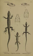 Слика од Lepidodactylus Fitzinger 1843