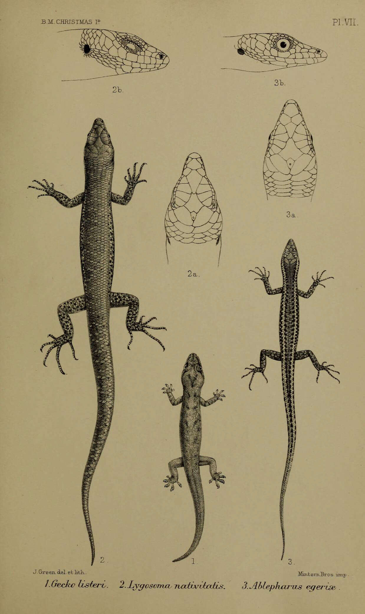 Слика од Lepidodactylus Fitzinger 1843