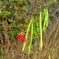 Image of Coral tree