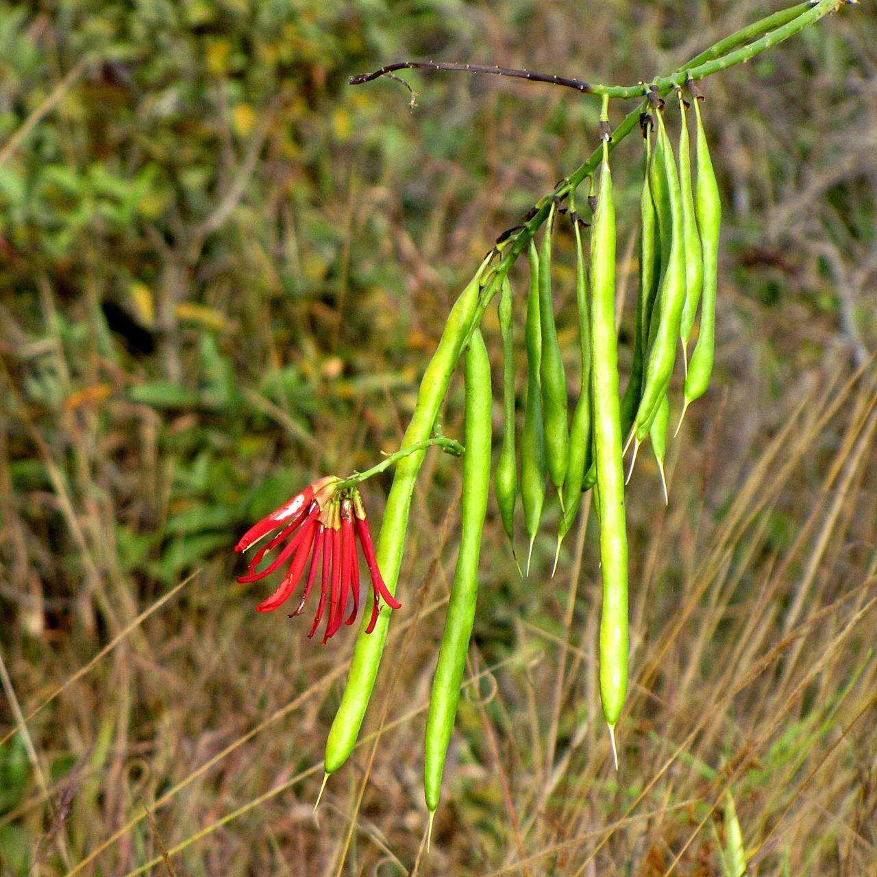 Image of Coral tree