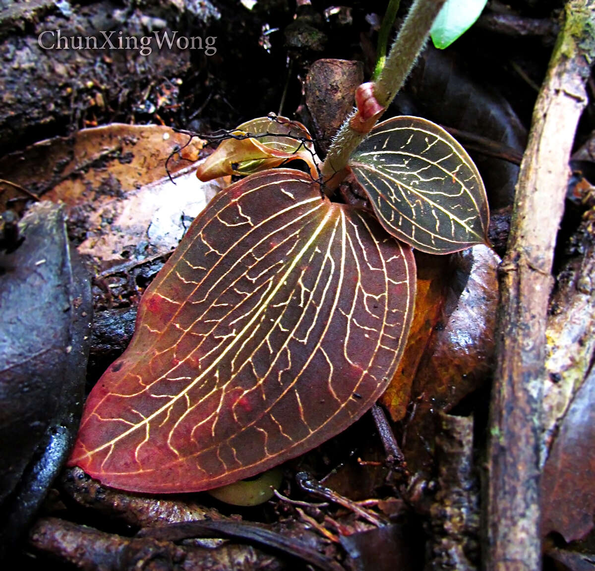 Image of Marbled jewel orchids