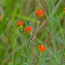 Image of Gnidia rubescens Peterson