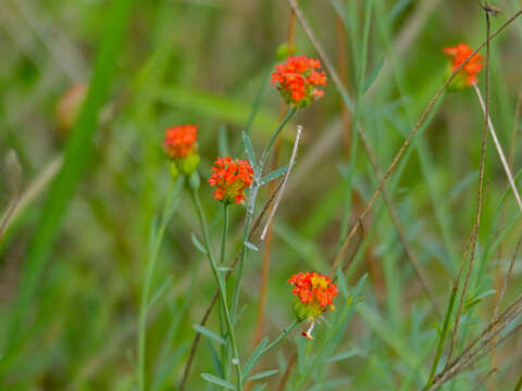 Image of Gnidia rubescens Peterson