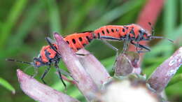 Image of black & red squash bug