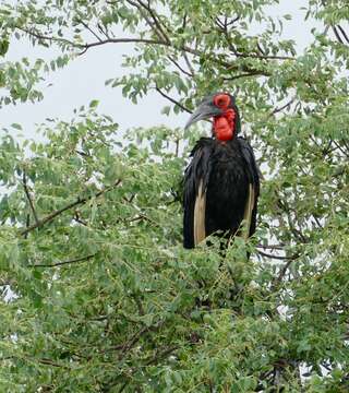 Imagem de Bucorvus leadbeateri (Vigors 1825)