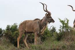 Image of Spiral-horned Antelope