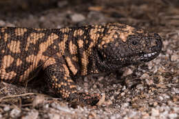 Image of beaded lizards