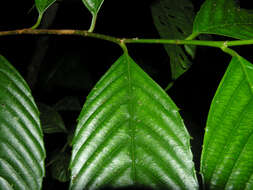 Image of Ticodendraceae