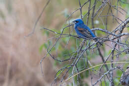 Image of Blue Grosbeak