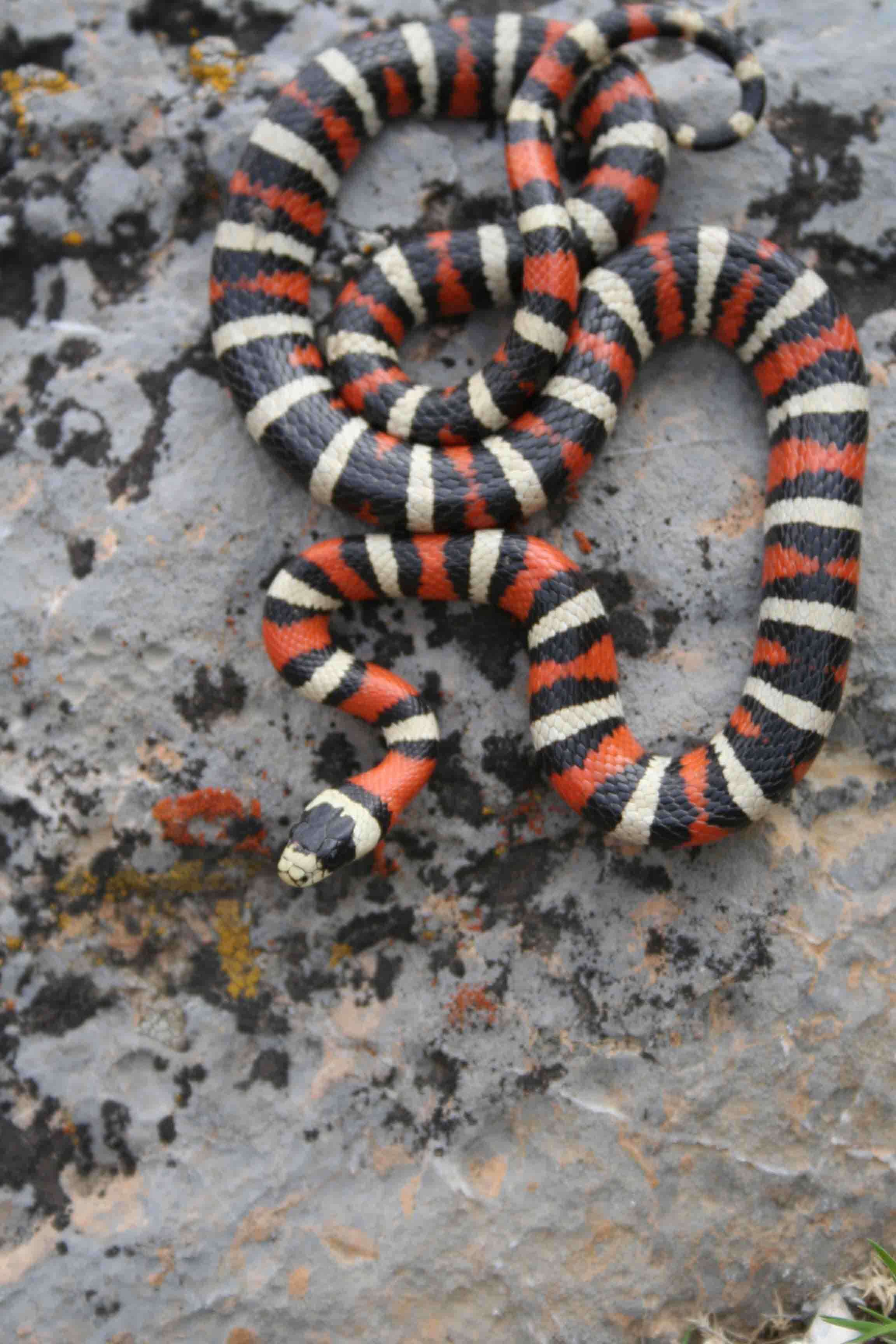 Image of Kingsnakes