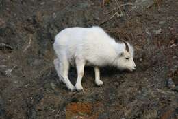 Image of Dall’s Sheep