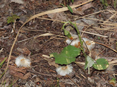 Image of coltsfoot