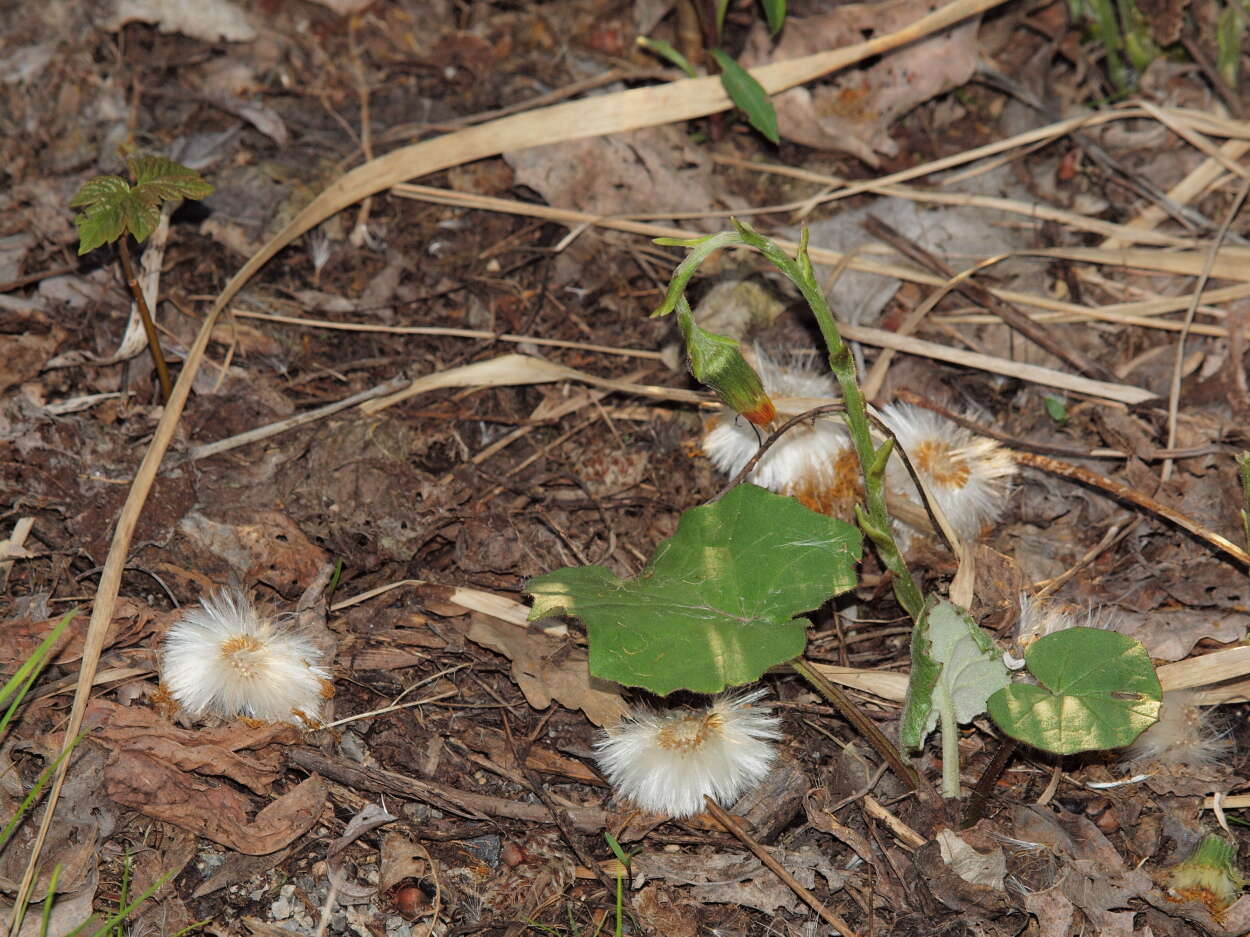 Image of coltsfoot