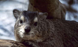 Image of Bush Hyrax