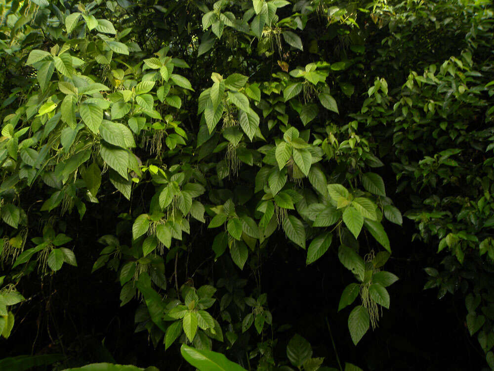 Image of Myriocarpa