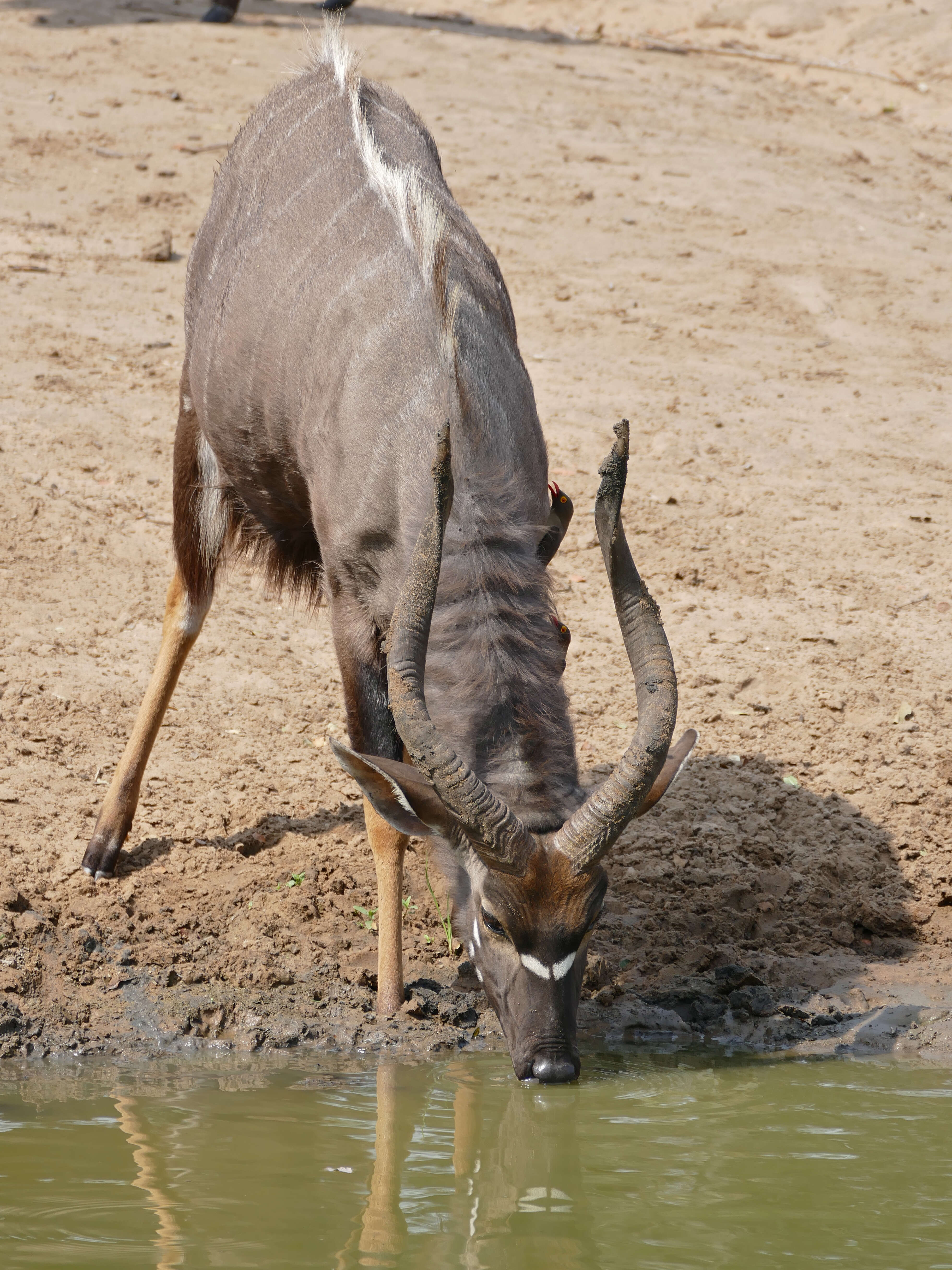 Image of Spiral-horned Antelope