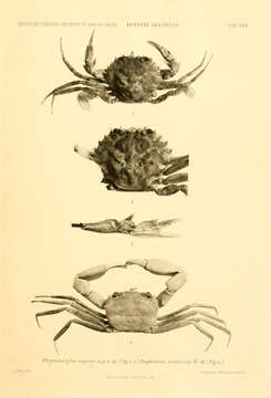 Image of Macropipus Prestandrea 1833