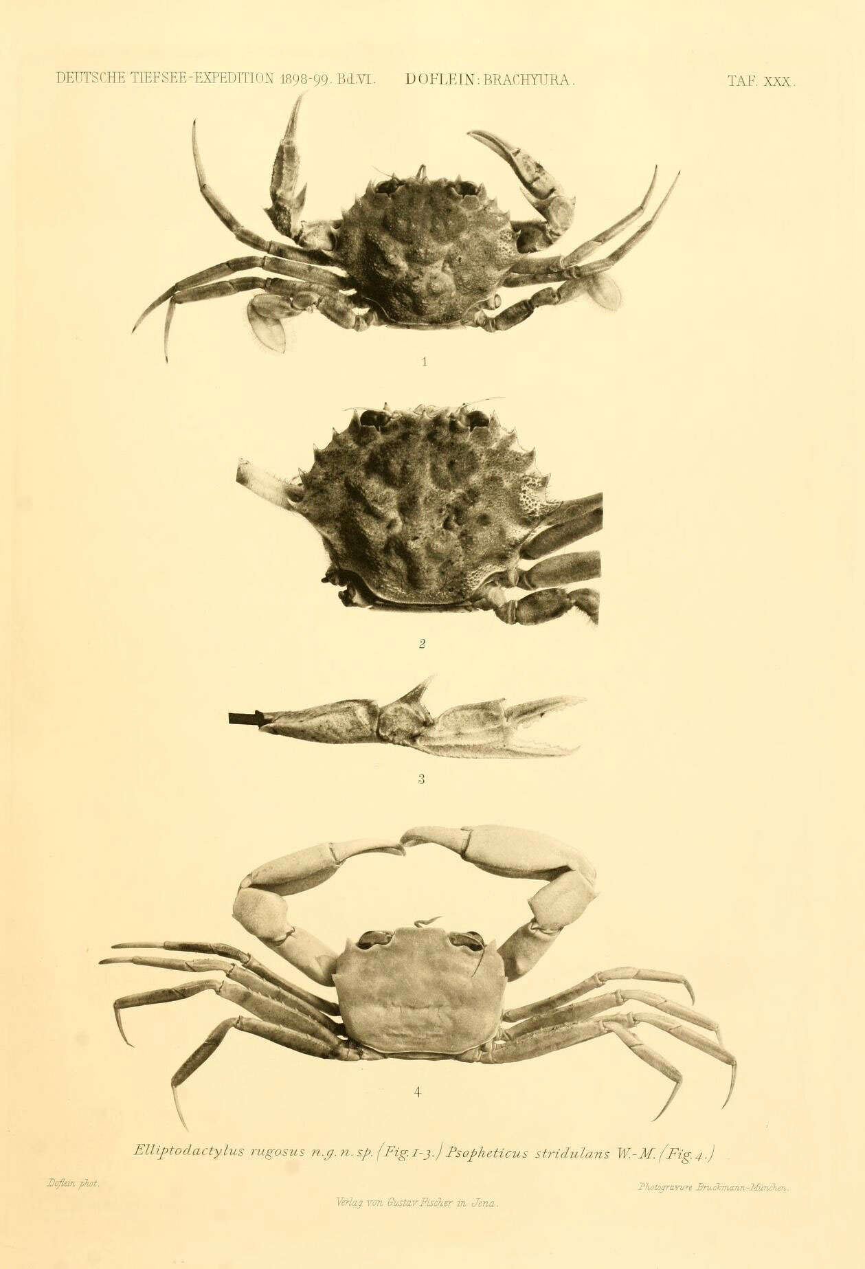 Image of Polybiidae Ortmann 1893