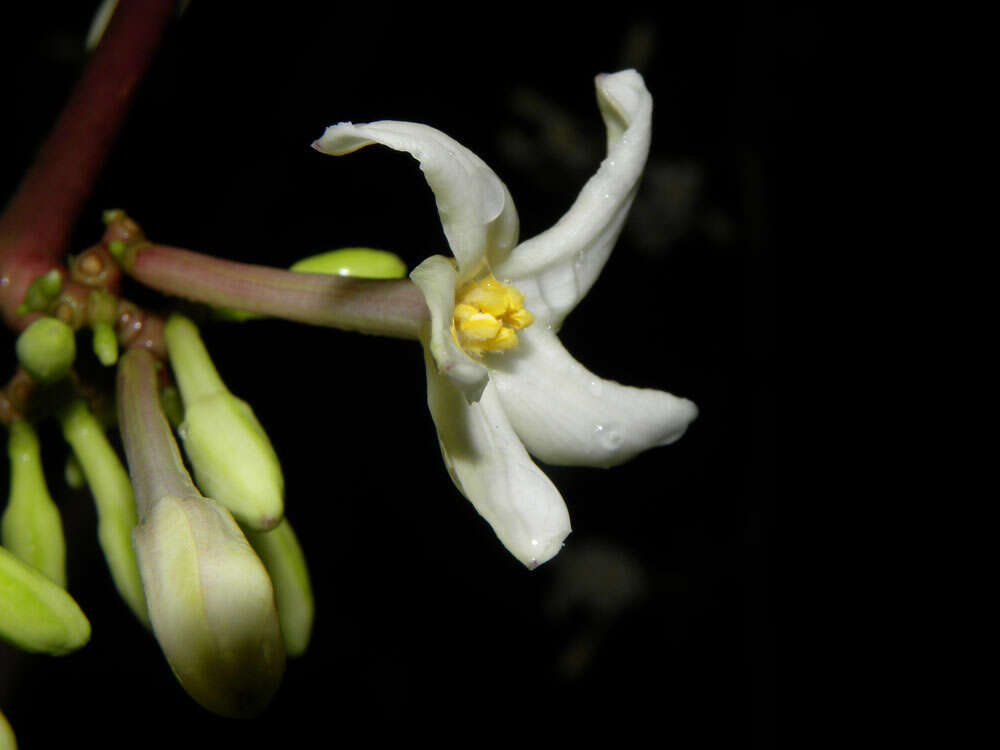 Image of papaya