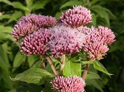 Image of Hemp-agrimony