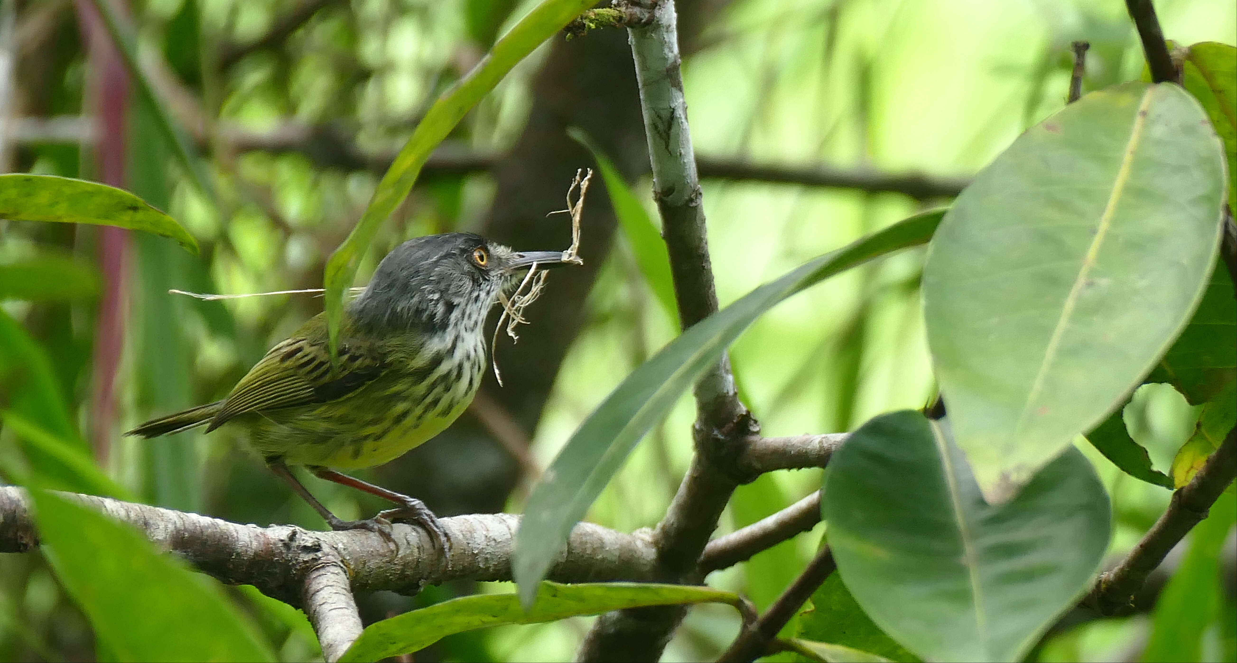 Image of Spotted Tody-Flycatcher