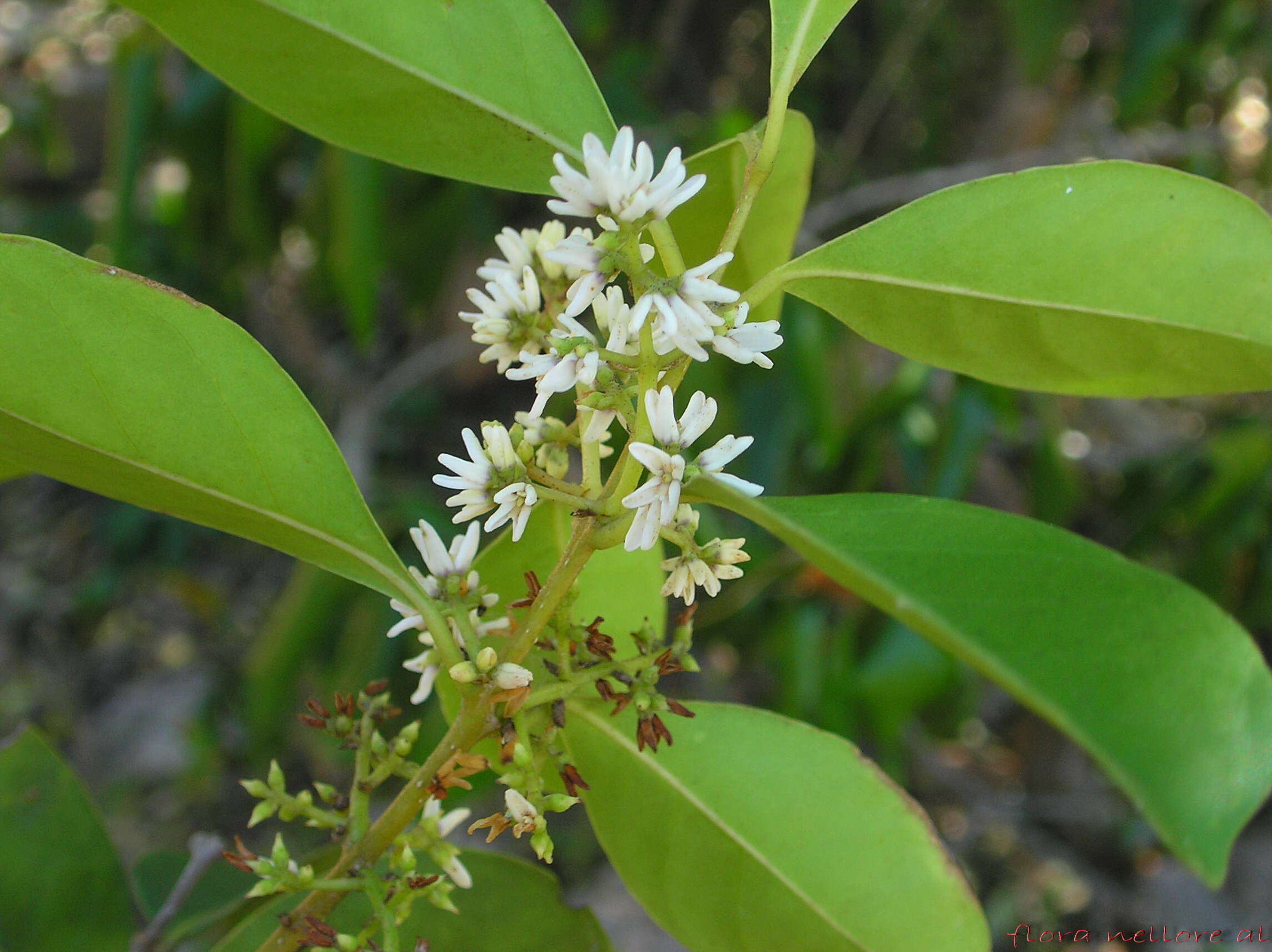 Plancia ëd <i>Chionanthus zeylanica</i>