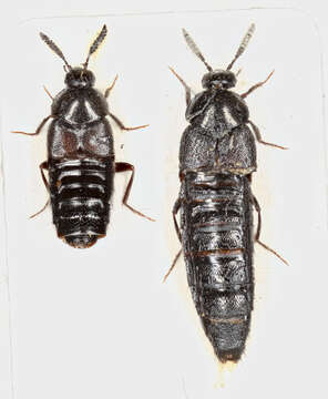 Image of Aleochara (Aleochara) lata Gravenhorst 1802